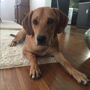 Meet your Posher, Morgan