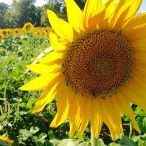 Meet your Posher, Chinelo