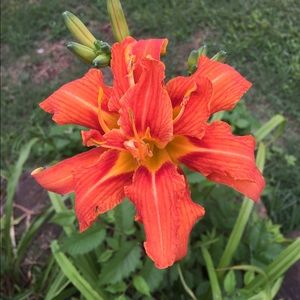 Meet your Posher, Brittany