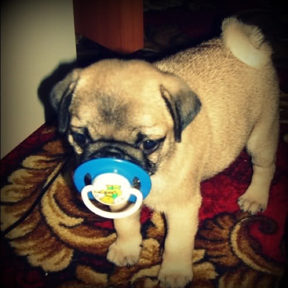 Meet your Posher, Kami - Picture 1 of 1