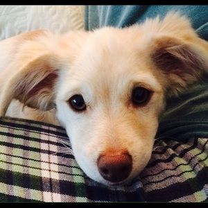 Meet your Posher, Alani