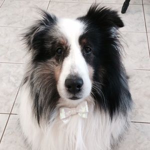 Meet your Posher, Bri