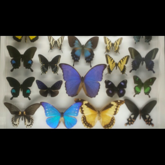 Meet your Posher, Alexis