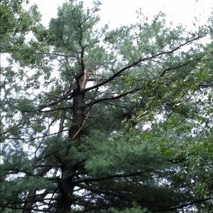 Meet your Posher, Rosanne