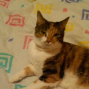 Meet your Posher, Joy