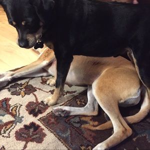 Meet your Posher, Emma