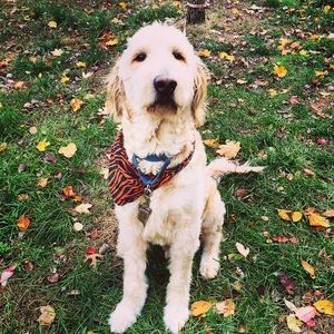 Meet your Posher, Devon