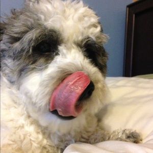 Meet your Posher, Brad