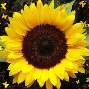 Meet your Posher, Marian