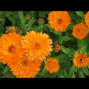 Meet your Posher, Penny