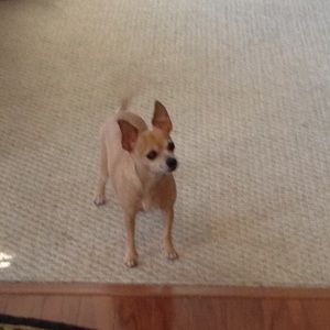 Meet your Posher, Wendy