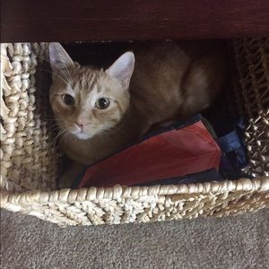 Meet your Posher, Amy