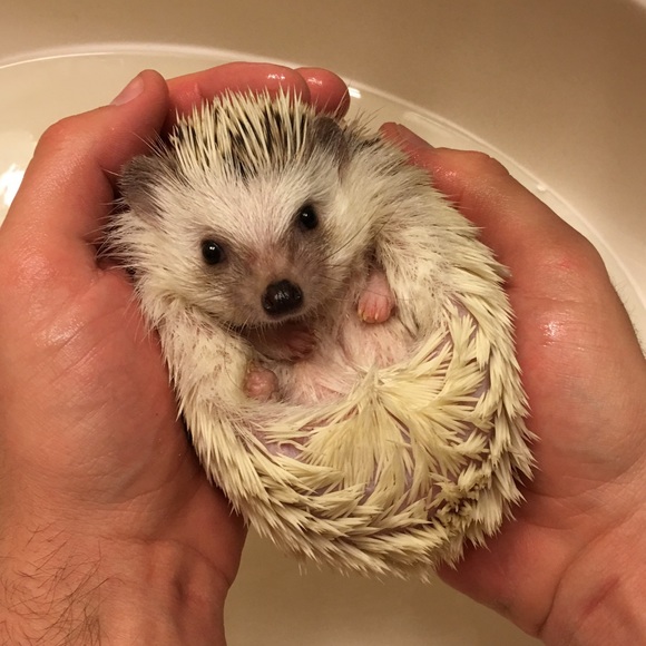 Meet your Posher, Ashley - Picture 4 of 5