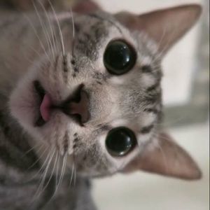 Meet your Posher, Lane