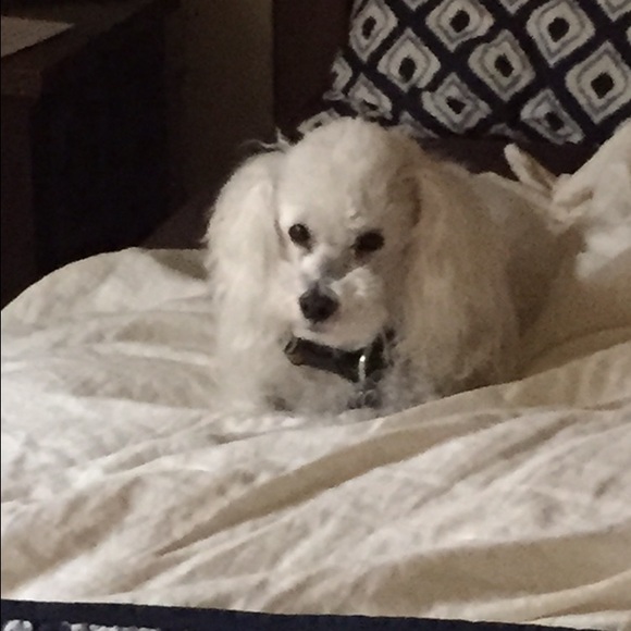 Meet your Posher, Julia - Picture 1 of 1