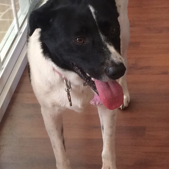 Meet your Posher, Amelia - Picture 1 of 1