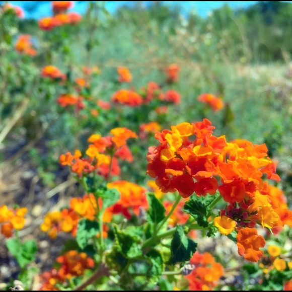 Meet your Posher, Celeste - Picture 1 of 1