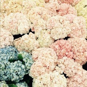 Meet your Posher, Maclovia