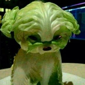 Meet your Posher, Maia