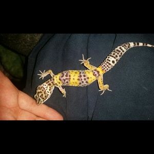 Meet your Posher, Miranda