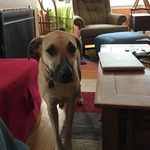 Meet your Posher, Ginger