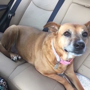 Meet your Posher, Allie