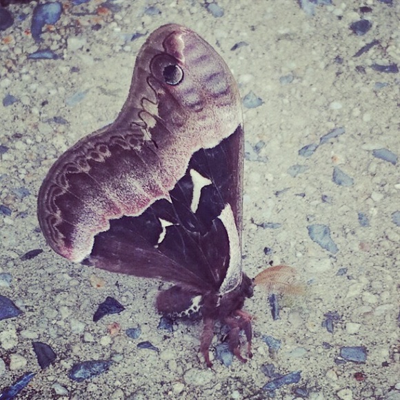 Meet your Posher, Elaina - Picture 1 of 1