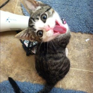 Meet your Posher, Sandy