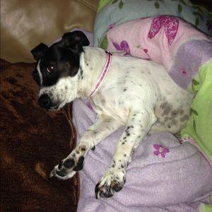 Meet your Posher, Shelby