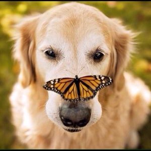 Meet your Posher, Daisyann