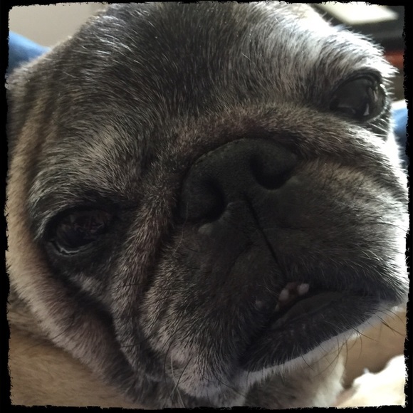 Follow Game 2016 - Picture 4 of 4