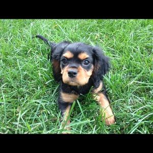 Meet your Posher, Sheila