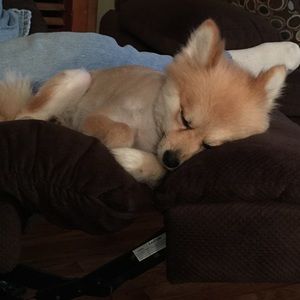 Meet your Posher, Jamie