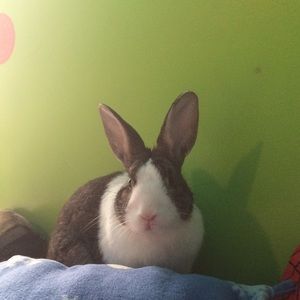 Meet your Posher, Amber