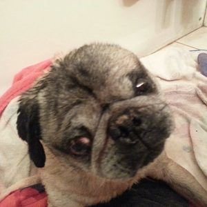 Meet your Posher, Midge