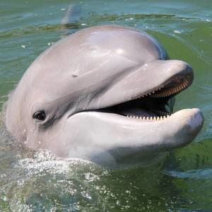 Meet your Posher, Ruby