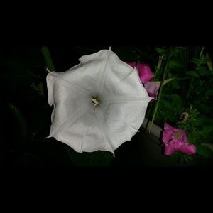 Meet your Posher, Vicki