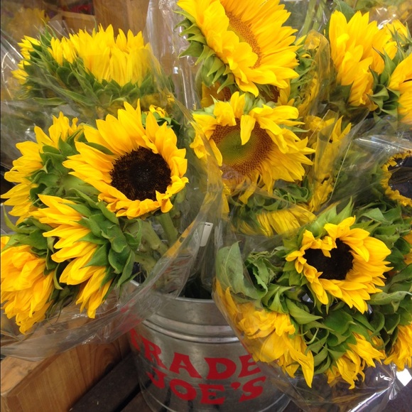 Meet your Posher, Kyra - Picture 1 of 1