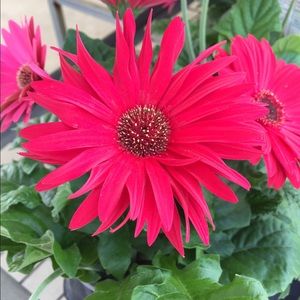 Meet your Posher, Abby