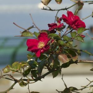 Meet your Posher, Layla