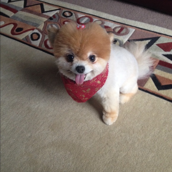 Meet your Posher, Katie - Picture 1 of 1