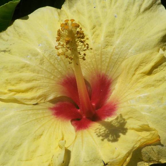 Meet your Posher, Annie & Dixie - Picture 5 of 8