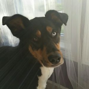 Meet your Posher, Sabra