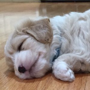 Meet your Posher, Rachel