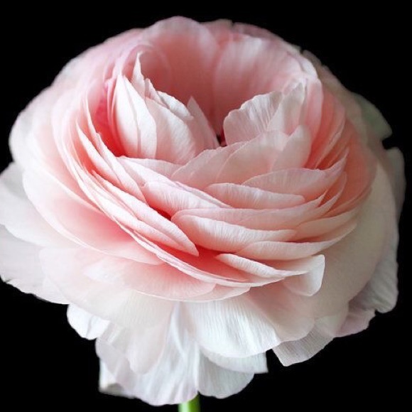 Meet your Posher, Shana - Picture 3 of 4