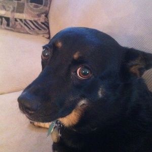 Meet your Posher, Chas