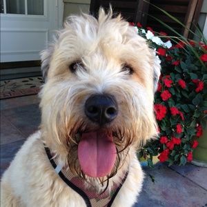 Meet your Posher, Sue