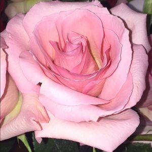 Meet your Posher, Maritza