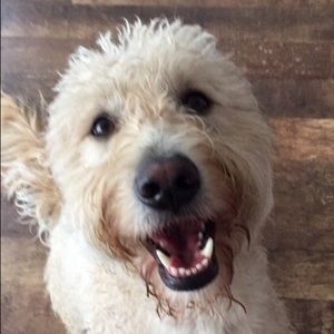 Meet your Posher, Brigid