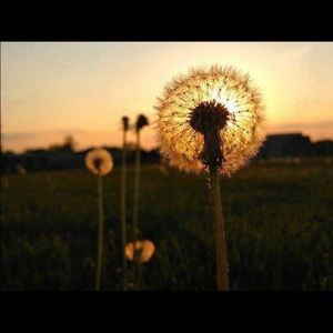 Meet your Posher, Miranda